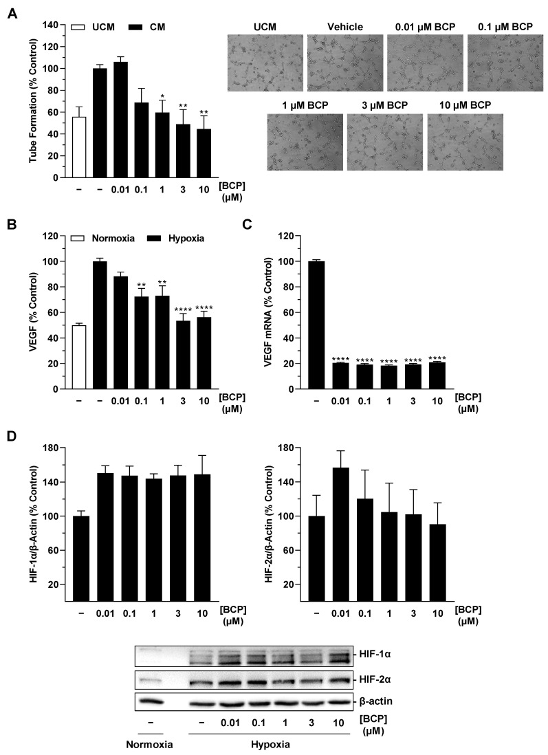 Effect of conditioned medium (CM) obtained from hypoxic H358 cells treated with BCP on tube formation of HUVECs (A) and of BCP on VEGF protein (B), VEGF mRNA (C), or HIF-1α and HIF-2α protein levels (D) in hypoxic A549 cells. The CM used (A) were from hypoxic H358 cells previously incubated for 48 h with vehicle or the indicated concentrations of BCP. In the other experiments, H358 cells were incubated with vehicle or BCP for 48 h (B), 6 h (C), or 3 h (D) under hypoxic conditions. To the right of the bar graph in (A) are representative light microscopy images of HUVECs from a tube formation assay after 6-h incubation of HUVECs with UCM or CM of vehicle- and BCP-treated hypoxic H358 cells (50× magnification, Primovert inverted microscope). Western blot images (D) are representative of each experiment. Percentage values given refer to vehicle-treated hypoxic H358 cells, set to 100%. Serum-free DMEM (unconditioned medium, UCM) (A) or vehicle-treated normoxic cells (B and Western blot images in D) were included for comparison (A) or to assess the hypoxia effect (B,D). Data represent mean ± SEM of n = 14 (A), n = 12 (B), n = 6 (C), or n = 3 (D) per group. * p ≤ 0.05, ** p ≤ 0.01, **** p ≤ 0.0001 versus vehicle-treated hypoxic H358 cells; one-way ANOVA with Dunnett′s post hoc test.