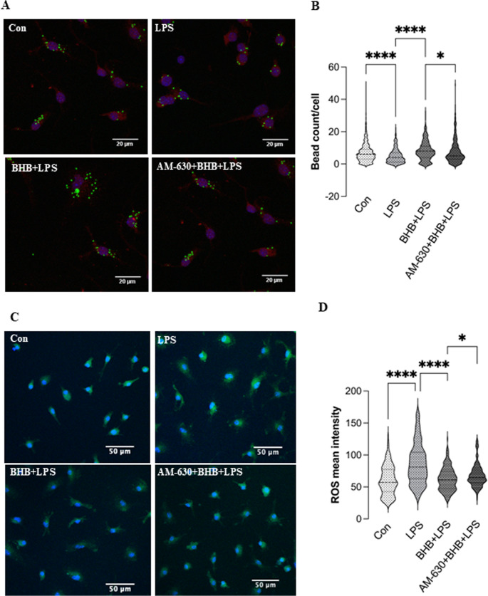 BHB promotes an anti-inflammatory microglial phenotype following inflammatory stimulation, with partial modulation by CB2R signaling (A) Representative fluorescence images showing phagocytosis of primary mouse microglia in different experimental groups. Green: internalized fluorescent latex beads; red: microglial marker CD11b; blue: nuclei stained with DAPI. (B) Violin plot depicting microglial phagocytosis of latex beads, n = 260–320. (C) Representative fluorescence images showing ROS production of primary mouse microglia in different experimental groups. Green: ROS signal; blue: nuclei stained with DAPI. (D) Violin plot depicting ROS synthesis, n = 200. Con – Control group; LPS – LPS-treated group (100 ng/mL); BHB + LPS – 1 h pretreatment with BHB before LPS; AM-630 + BHB + LPS – 1 h pretreatment with AM630 (1 µM) before BHB and LPS. Data are presented as mean ± SEM (three independent biological replicates). *p < 0.05; **p < 0.01; ****p < 0.0001