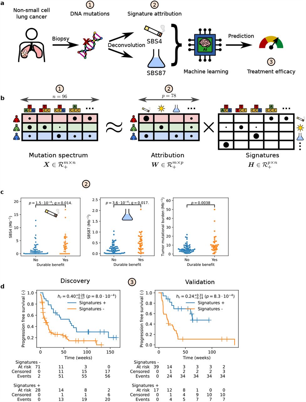 Mutational signatures from pre-treatment tumor tissue predict immunotherapy efficacy in advanced non-small cell lung cancer.a, Single base substitutions (SBS) are determined from preimmunotherapy tumor material. After deconvolution into signature attributions, a machine learning classifier uses smoking-associated signature SBS4 and thiopurine chemotherapy-associated signature SBS87 to predict durable benefit (DB) from immunotherapy. b, Cartoon illustration of SBS signature deconvolution, where we solve for signature attribution W given mutation spectrum X and COSMIC signatures H through X ≈ W H. Nucleotide pyramids indicate SBS with flanking context; Sun, cigarette, and Erlenmeyer symbols depict example aetiologies; Shading highlights information that pertains to the corresponding patient. For illustration purposes, the size of the dots do not represent actual data. c, Signatures SBS4 [q = 0.014, Benjamini-Hochberg corrected Kolmogorov-Smirnov (B-HK-S) test] and SBS87 (q = 0.017, B-HK-S test) are linked to DB (discovery set). For reference, tumor mutational burden is also shown. d, Patients predicted to have DB (Signatures +, blue line) have superior progression-free survival compared to those predicted to have non-DB (Signatures -, orange line) in the discovery set (left panel). The classifier’s performance replicates in an independent validation set (right). Censored observations are indicated by crosses. Estimates and corresponding 95% confidence intervals are indicated by sub and superscripts.
