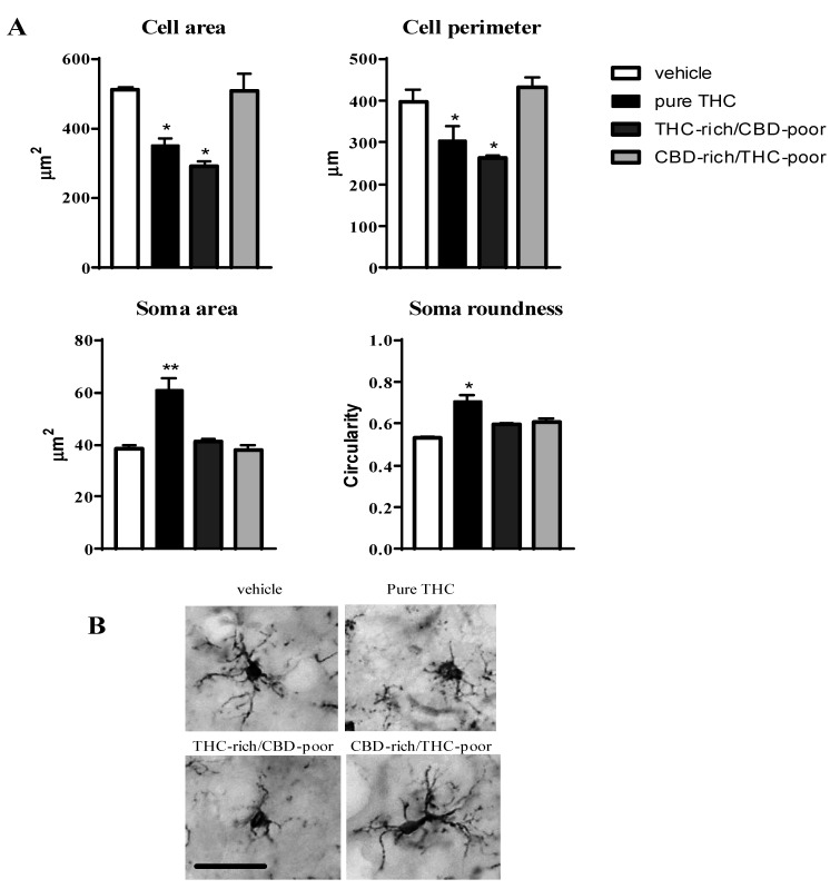 Effect of administration of adolescent THC and THC/CBD combinations on microglia morphology (cell area and perimeter, soma size and roundness (panel A) in the adult prefrontal cortex as measured through Iba1 immunostaining. Representative pictures of Iba1-positive cells in the prefrontal cortex are reported in (panel B); scale bar = 20 µm. Data are expressed as mean ± SEM of 3 animals per group (36 cells/group). ** p < 0.01, * p < 0.05 vs. vehicle. One-way ANOVA followed by Tukey’s post-hoc test.
