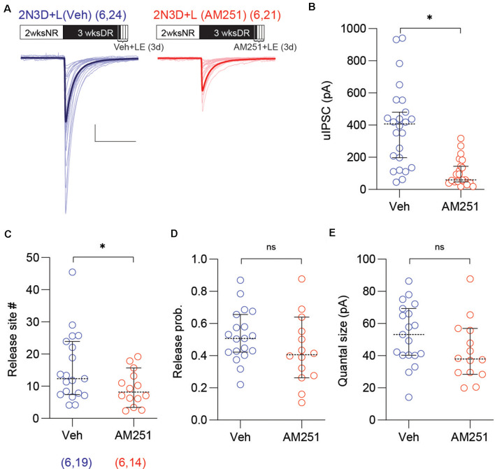 The antagonist of the CB1 receptor prevents the increase of the uIPSC amplitude and the number of synaptic release sites by light exposure. (A) Superimposed traces are uIPSCs from 2N3D + L mice injected either with the CB1 receptor antagonist AM251 (10 mg/kg, I.P.: red) or vehicle (blue) for 3 days. Group grand averages are depicted with thick lines. Scale bars: 100 pA and 50 ms. (B) The amplitude of uIPSCs is smaller in 2N3D + L mice treated with AM251. (C–E) The number of release sites (C) but not the release probability (D) or the quantal size (E) is smaller in the AM251 treated group. Circles represent individual cases, horizontal bars indicate the median with 95% CI. The number of mice and analyzed cell pairs are indicated in parentheses. Asterisks indicate p < 0.05. ns: not significant.