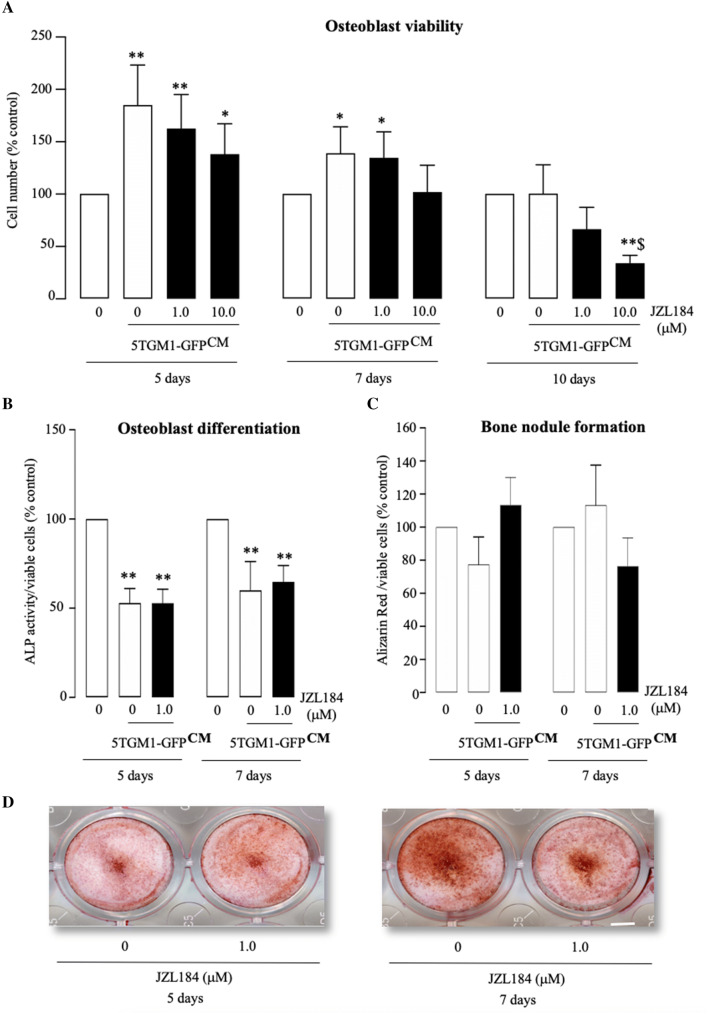 JZL184 reduced osteoblast growth in the presence of multiple myeloma-derived factors. a In vitro osteoblast viability in human osteoblast-like Saos-2 cultures exposed to standard or conditioned medium from 5TGM1-GFP MM cells (CM, 20% v/v) in the presence or absence of JZL184 (0–10 µM) for 5, 7 and 10 days, as assessed by AlamarBlue assay. b, c In vitro osteoblast differentiation (b) and bone nodule formation (c) in human osteoblast-like Saos-2 cultures exposed to standard or conditioned medium from 5TGM1-GFP MM cells (CM, 20% v/v) in the presence or absence of JZL184 (1 µM) for 5 and 7 days. Osteoblast viability (a), differentiation (b) and bone nodule formation (c) were assessed by AlamarBlue, Alkaline phosphatase and Alizarin Red assays, respectively. d Representative photomicrographs of bone nodule formation from the experiment described in panel c. Values are mean ± SD. *p< 0.05 and **p < 0.01 from vehicle without conditioned medium; $ p < 0.05 from vehicle plus 5TGM1-GFP conditioned medium