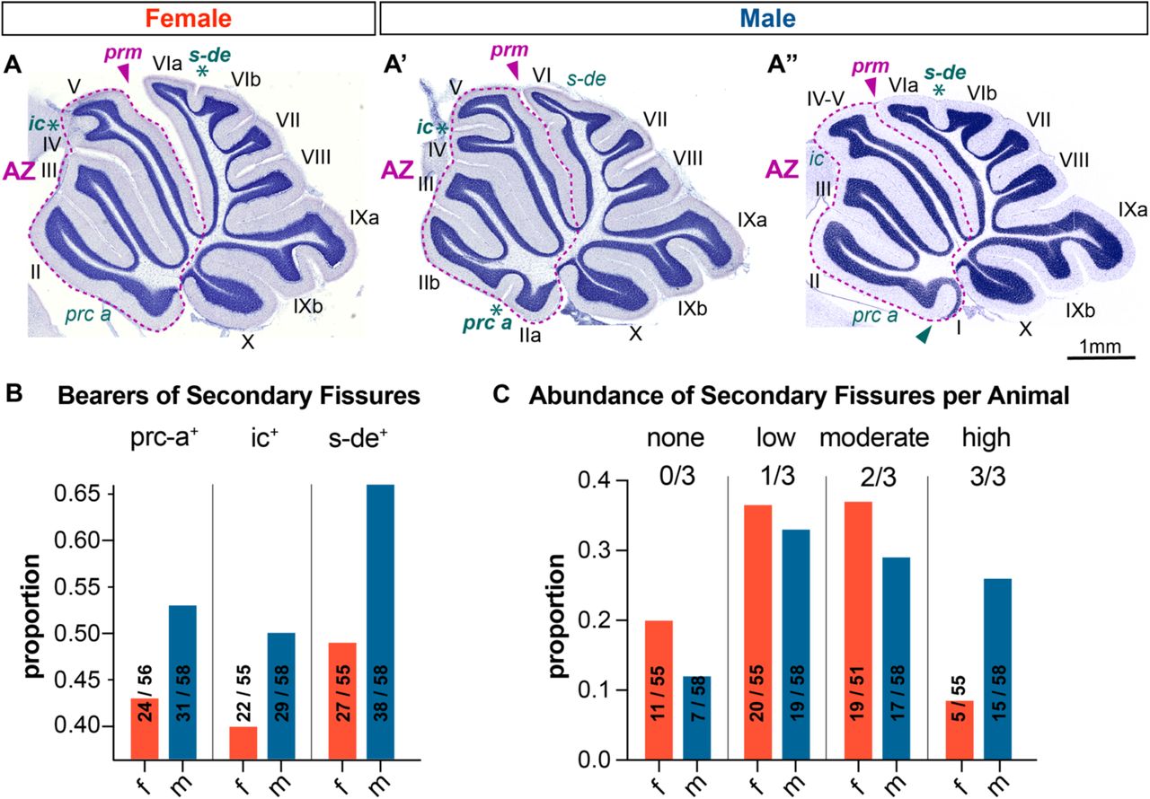 Secondary fissures in the cerebellar vermis are more prevalent in the male CD1 mice.Representative female (A) and male (A’) midsagittal cerebellar sections (rostral = left, dorsal = top). Fissures separate the vermis into lobules (designated by Roman numerals). Locations of secondary fissures are shown by green-lettered abbreviations and by an asterisk when the fissure is present. Purple arrowheads mark the primary fissure (prm), a landmark designating the boundary of the anterior zone (AZ) – outlined in purple. (A”) Shows a rare case where lobe I, a half-lobe nested on the dorsal surface of the anterior medullary velum, can be seen. A fissure separating lobe I from lobe II is marked by a green arrowhead. (B) The proportion of animals expressing each one of the secondary fissures (prc-a, ic, and s-de) is higher in males, and a higher proportion of males express all three secondary fissures (C). 56 female and 58 male WT CD1 mice were analyzed at two months of age.