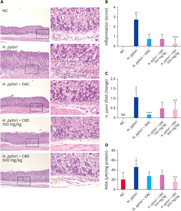 CBD attenuates the histological changes, bacterial colonization, and oxidative stress induced by H. pylori. (A) Formalin-fixed stomach sections were stained with hematoxylin and eosin and examined under a microscope (×40 and ×100). (B) Inflammation scores obtained from histological analysis. (C) The relative levels of H. pylori 16S ribosomal DNA were quantified.(D) MDA level of in gastric tissues of mice infected with H. pylori.All data are presented as the mean ± standard deviation.CBD, Cheonwangbosim-dan; IL, interleukin; MDA, malondialdehyde; ND; not detected; OAC, omeprazole, amoxicillin, and clarithromycin; NC, normal control.*P < 0.05, **P < 0.01 vs. the control group; ***P < 0.05, ****P < 0.01 vs. the H. pylori group.