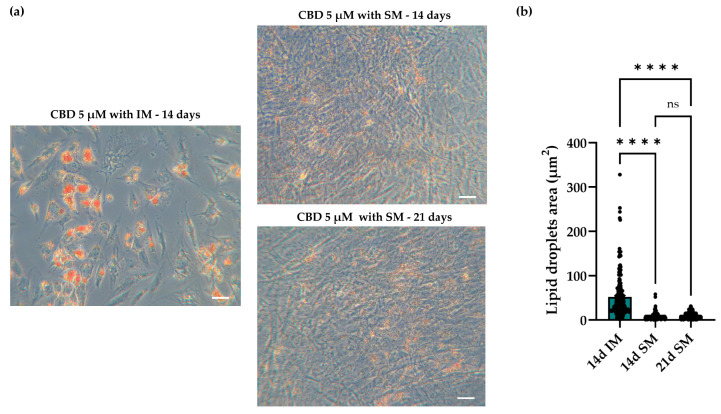 Morphology of human adipose-derived stem cells (hASCs) treated with cannabidiol (CBD) and cultured in the presence or absence of the adipogenic induction medium (IM). (a) Representative images of Oil Red O (O.R.O) staining acquired using a Leica Labovert FS inverted microscope equipped with a Leica MC170 HD Imaging System camera. SM: standard medium; 14 and 21 days (14 d and 21 d): times of CBD treatment. Scale bars: 50 μm. (b) Analysis of the dimension of lipid droplets. Dots represent the number of droplets analyzed. Data are presented as mean of the lipid droplet area ± standard error of the mean (SEM). ns: not significant; **** p < 0.0001.