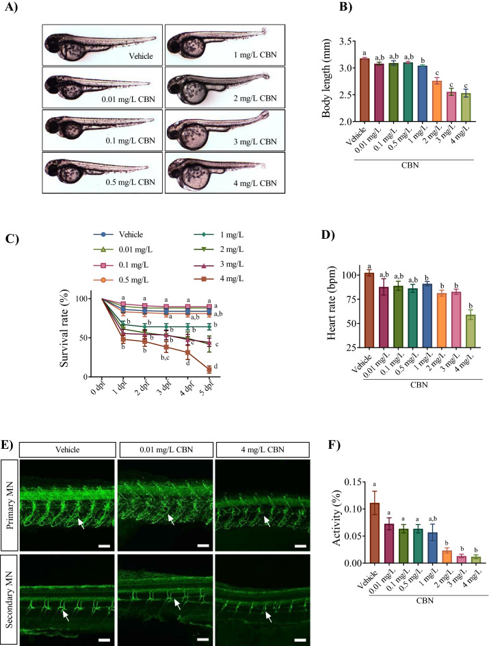 Embryos exposed to CBN during gastrulation show morphological and neuronal deficits. (A) Images of embryos exposed to 0.4% methanol (vehicle), 0.01 mg L−1, 0.1 mg L−1, 0.5 mg L−1, 1 mg L−1, 2 mg L−1, 3 mg L−1 and 4 mg L−1 CBN (from 5.25 to 10.75 hpf) and then allowed to develop in normal embryo media. Images were taken at 48–52 hpf. (B) Bar graph showing the mean body lengths (in mm) of embryos exposed to different media: vehicle control (n = 57), 0.01 mg L−1 (n = 61), 0.1 mg L−1 (n = 61), 0.5 mg L−1 (n = 61), 1 mg L−1 (n = 42), 2 mg L−1 (n = 30), 3 mg L−1 (n = 29) and 4 mg L−1 CBN (n = 21) respectively at 2 dpf. N = 3 experiments. (C) Line graphs showing the mean percentage of embryos that survived within the first 5 days of development following exposure to different media: vehicle, 0.01 mg L−1 CBN, 0.1 mg L−1 CBN, 0.5 mg L−1 CBN, 1 mg L−1 CBN, 2 mg L−1 CBN, 3 mg L−1 CBN and 4 mg L−1 CBN during gastrulation (N = 4 experiments and n = 20 embryos for each treatment). (D) Bar graphs of heart rate of embryos exposed to different media: vehicle control (n = 82), 0.01 mg L−1 (n = 61), 0.1 mg L−1 (n = 23), 0.5 mg L−1 (n = 29), 1 mg L−1, 2 mg L−1, 3 mg L−1 and 4 mg L−1 CBN (n = 45) respectively; N = 3 experiments. (E) Top panel, anti-znp-1 antibody was used to label primary motor neuron axons and their branches (green) in embryos exposed to vehicle control (n = 5), 0.01 mg L−1 CBN (n = 7), and 4 mg L−1 CBN (n = 7). Branches in a motor axon are indicated with white arrow. Bottom panel, anti-zn8 antibody was used to label secondary MN and their branches (green) in embryos exposed to vehicle control (n = 5), 0.01 mg L−1 CBN (n = 7), and 4 mg L−1 CBN (n = 7). Scale bar represents 50 µm. Branches in a motor axon are indicated with white arrow. N = 3 experiments. (F) Bar graph shows mean activity (%) for embryos exposed to different media: vehicle control (n = 82), 0.01 mg L−1 (n = 61), 0.1 mg L−1 (n = 23), 0.5 mg L−1 (n = 29), 1 mg L−1, 2 mg L−1, 3 mg L−1 and 4 mg L−1 CBN (n = 45) respectively. N = 4 experiments. Groups which share the same letter(s) of the alphabet are not statistically different from one another; p < 0.05.