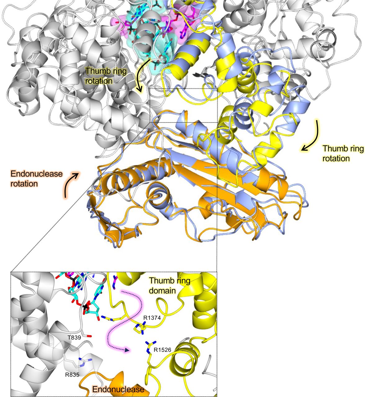 Insights into cap-independent primer-elongation.The SFTSV L protein TRANSCRIPTION-PRIMING (in vitro) structure is shown with the published apo L protein structure (PDB: 6Y6K) superposed by SSM in CCP4mg. Parts in grey are similar in both structures and, where this is true, only the TRANSCRIPTION-PRIMING (in vitro) structure is depicted. Domains of the TRANSCRIPTION-PRIMING (in vitro) structure that are shown to either rotate or remodel to enable primer entry and base pairing with the 3’ RNA are coloured (orange for the endonuclease and yellow for the thumb ring domain). The corresponding apo structure domains are shown in ice blue. RNAs are shown as sticks with surface overlaid (30% transparency) and coloured either cyan (3′ RNA) or magenta (primer RNA). Movements to the endonuclease and thumb ring domains precipitated by the progression to late elongation are indicated. Additionally, a zoomed-in view of the proposed product exit channel through which the primer has likely entered the RdRp core is shown. The path of the primer RNA, which is coloured magenta, is indicated by a dashed arrow.