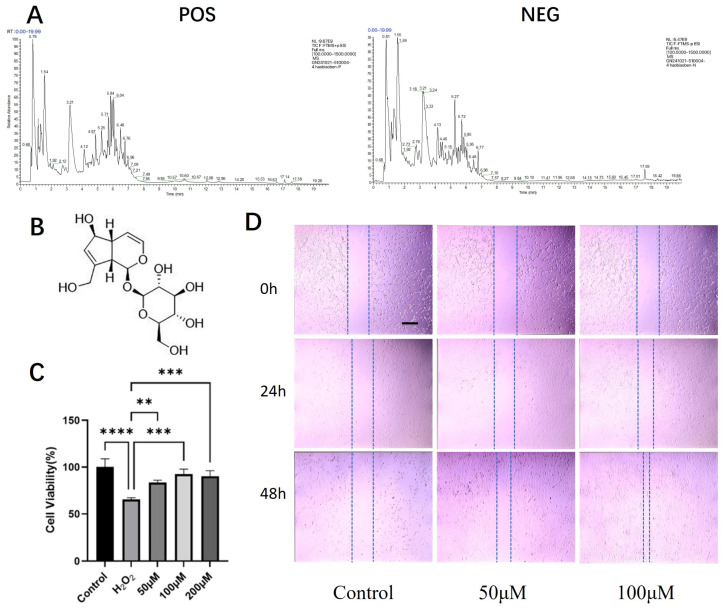 UHPLC-HRMS/MS profiling of the active aqueous fraction and evaluation of aucubin’s effects on tenocytes. (A) Total ion chromatogram (TIC) of the aqueous fraction in positive (POS) and negative (NEG) ionization modes. (B) Chemical structure of AU. (C) Viability of rat primary tenocytes treated with AU under H2O2-induced oxidative stress (n = 6). (D) Migration capacity of AU-treated tenocytes, assessed by a scratch wound healing assay (n = 3). Scale bars: 100 μm. Data are presented as mean ± SD. ** p < 0.01, *** p < 0.001, **** p < 0.0001.