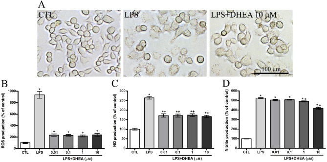 Inhibitory effect of DHEA on LPS-induced production of ROS, NO and nitrites in SIM-A9 microglial cells. (A) Representative images of microglial cells exposed to LPS and DHEA. Histogram showing the level of (B) ROS, (C) NO, (D) nitrites production in LPS-activated microglia cells treated with different concentrations of DHEA. *Significant differences between “CTL” and “LPS”, “LPS + DHEA” at similar observation points. +Significant differences between “LPS” and “LPS + DHEA” at similar observation points. Data are the mean ± SEM, n = 9 (number of analyzed samples), P < 0.05, (one-way ANOVA, post-test Tukey). Images were prepared with using GIMP 2.10.22 software (http://www.gimp.org/).