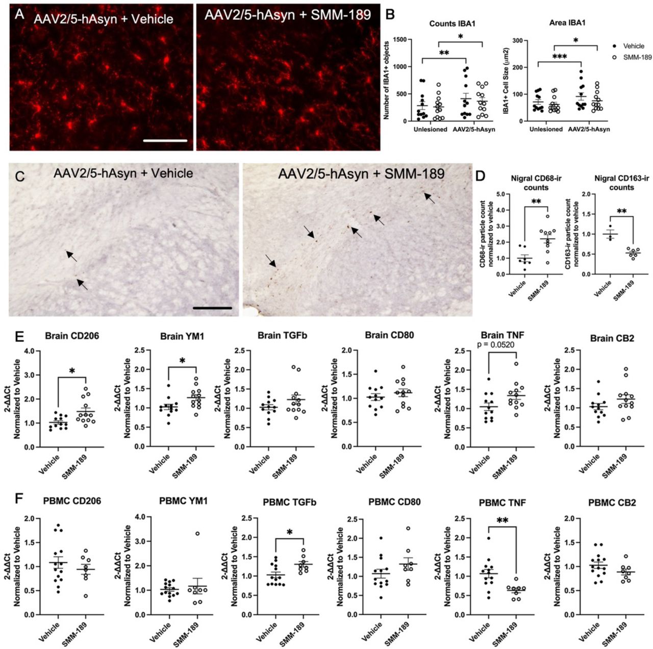 Modulation of CB2 with SMM-189 modifies central neuroinflammation.Representative microphotographs of midline midbrain sections immunostained for IBA1 (A). Quantification of IBA1+ immunofluorescent staining reveals significant lesion effect based on count and area for each treatment group. Scale bar = 100μm (B). Representative images of midbrain sections immunostained for CD68, scale bar = 500μm (C). Arrows highlight the CD68+ cells included in the quantification. CD68 quantification using ImageJ particle counting and normalized to vehicle found significant increases in SMM-189 compared to vehicle-treated rats, while CD163 quantification within the lesioned nigra was decreased by SMM-189 treatment (D). The mRNA expression of inflammatory cytokines CD206, YM1, TGFβ, CD80, TNF, CB2 are displayed for both frontal cortex or brain (E) and PBMCs (F). Relative PBMC mRNA abundance was normalized to GAPDH, frontal cortex to HPRT1. *p<0.05, **p<0.01, ***p<0.001