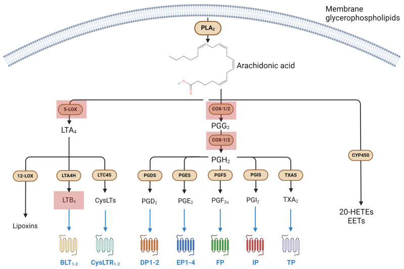 Eicosanoid metabolic pathways and their main receptors. Red squares represent molecular targets affected by microgravity. BLT: leukotriene B4 receptor; COX: cyclooxygenase; CYP450: cytochrome P 450; CysLT: cysteinyl leukotriene; DP: PGD2 receptor; EP: PGE2 receptor; EET: epoxyeicosatetraenoic acid; FP: PGF2α receptor; HETE: 5-hydroxyeicosatetraenoic acid; IP: PGI2 receptor; LOX: lipoxygenase; LT: leukotriene; LTA4H: LTA4 hydrolase; LTC4S: LTC4 synthase; LXB4: lipoxin B4; PLA2: phospholipase A2.