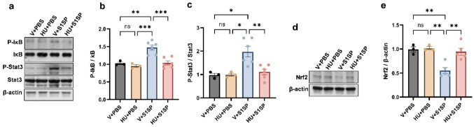 CB2R activation attenuates S1SP-induced inflammatory signaling in the lung. K18 hACE2 mice were exposed to PBS or S1SP (0.5 mg/kg) and treated with vehicle or HU308. Lung tissue was collected after 48 h. NF-κB activation was assessed by measuring the protein levels of P-IκB and IκB in the lung. STAT3 activation was examined by measuring the protein levels of P-Stat3 and Stat3 in the lung. Representative immunoblot images are shown in panel (a), and densitometry data are presented in panels (b) and (c). Representative immunoblot (d) and densitometric analysis (e) of Nrf2 protein levels in nuclear extracts isolated from lung tissue. β-actin was used as a loading control throughout. n = 3–6, *p < 0.05, **p < 0.01. Data are presented as mean ± SEM. V: vehicle, HU: HU308
