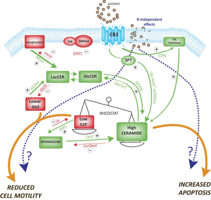 Molecular model of putative CB2-SL interaction in BC cells.Schematic representation of the molecular pathways involving CB2-mediated SL modulation on both apoptosis and cell motility of bladder cancer cells. Green and red arrows identify “on” and “off” pathways, respectively. SM: sphingomyelin; SMase: sphingomyelinase; SPT: serine-palmitoyl transferase; GlcCer: glucosylceramide; GlcCerS: glucosylceramide synthase; LacCERer: lactosylceramide; GM3S: GM3 synthase; Gb3S: Gb3 (globotriaosylceramide) synthase; S1P: sphingosine 1-phosphate; SK: sphingosine kinase; SPP1: S1P phosphatase; CERDase: ceramidase; CerS: ceramide synthase; GlcAse: glycohydrolases. Dashed arrows mean putative effects.
