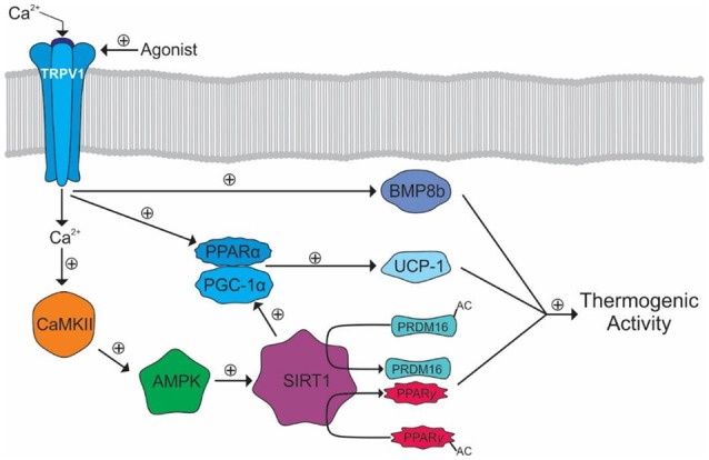 TRPV1 mediated activation of thermogenic activity in BAT. The calcium influx activates CaMKII leading to the eventual activation of SIRT1 and deacetylation of PRDM16 and PPARγ. SIRT1 also activates PGC-1α leading to the activation of PPARα. PGC-1α and PPARα transcriptionally activate UCP-1. TRPV1 also activates BMP8b which, along with UCP-1, PRDM, and PPARγ, cause increased thermogenic activity.