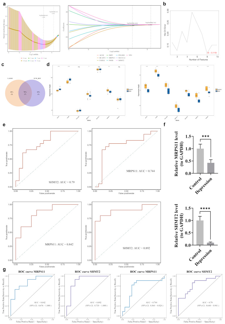 Identification of biomarkers. (a1,2) Gene selection using LASSO regression. In the first figure, the dashed line on the left indicates the point where the cross-validation error is minimized. (b) Relationship between SVM generalization error and the number of features. The x-axis represents the number of feature genes, and the y-axis indicates the generalization error under 10-fold cross-validation. The line’s trend represents the relationship between the number of feature genes and generalization error. (c) Intersection of two types of machine learning. (d1) Boxplots of the 7 candidate biomarkers in the training set. (d2) Boxplots of the 7 candidate biomarkers in the validation set. (e1) ROC curves of candidate biomarkers in the training set. (e2) ROC curves of candidate biomarkers in the validation set. (f) PCR experiment: RT-qPCR analysis showed that the expression patterns of MRPS11 and SHMT2 were significantly lower in MDD samples. ***: P < 0.001; ****: P < 0.0001