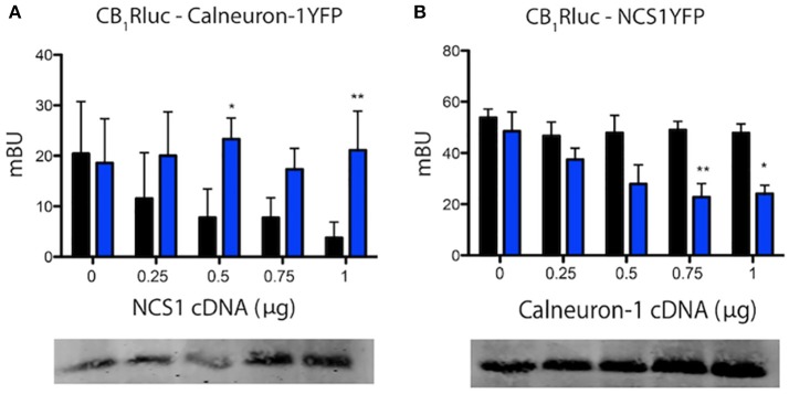 Calneuron-1 and NCS1 compete for interacting with CB1R. BRET assays were performed in HEK-293T cells transfected with cDNAs for CB1R (1.25 μg) and calneuron-1-YFP (2 μg) and increasing amounts of cDNAs for NCS1 (0–1 μg) (A), for CB1R (1.25 μg) and NCS1-YFP (1.5 μg) and increasing amounts of cDNA for calneuron-1 (0–1 μg) (B), in the presence (blue) or absence (black) of 1 μM ionomycin. Bottom images show the results of a representative Western blotting in which NCS1 or calneuron-1 were detected. Values are the mean ± S.E.M. of 10 different experiments in duplicates and a one-way ANOVA followed by a Dunnett's post-hoc test was used for statistical comparison (*p < 0.05; **p < 0.01 comparing absence vs. presence of ionomycin).