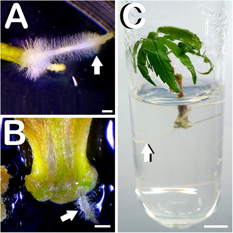 Rooting of explants and spontaneous rooting of hypocotyl derived plants of C. sativa. (A) Vigorous root with radicular hairs emerging from the basal zone of the hypocotyl 2 weeks after culture initiation (arrow). (B) Small root with root hairs arising from the lower part of the cotyledon after 14 days of in vitro culture (arrow). (C) Spontaneously rooted hypocotyl derived plant after 28 days of culture initiation with a prominent root (arrow). Scale bars (A,B): 1 mm. Scale bar (C): 6 mm.