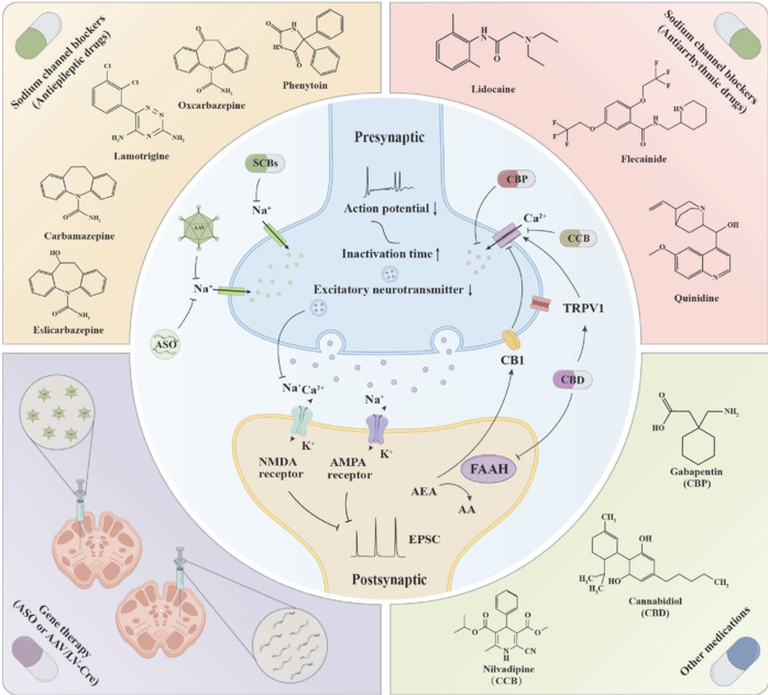 Drugs and mechanisms for treating sodium channel dysfunction.The diagram illustrates four classes of drugs used to treat diseases caused by sodium channel dysfunction, including antiepileptic drugs (top left), which primarily target sodium ion channels; antiarrhythmic drugs (top right), which regulate cardiac sodium channels; gene therapy (bottom left), which restores sodium channel function through gene repair or modulation; and antiepileptic drugs that act on other receptors (bottom right), which indirectly modulate sodium channel function by affecting different receptors. The center of the diagram displays the mechanisms of action for these four drug classes. AA: Arachidonic acid; AEA: anandamide; AMPA: α-amino-3-hydroxy-5-methyl-4-isoxazolepropionic acid; CB1: cannabinoid receptor 1; CBP: gabapentin; CCB: calcium channel blocker; EPSC: excitatory postsynaptic current; FAAH: fatty acid amide hydrolase; NMDA: N-methyl-D-aspartate; SCBs: sodium channel blockers; TRPV1: transient receptor potential vanilloid 1.
