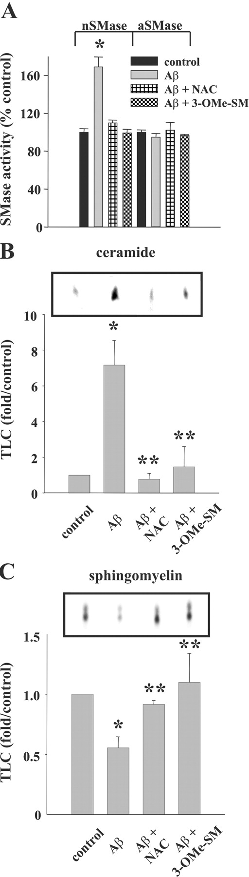 Effect of nSMase inhibitors on sphingomyelinase activity and ceramide/sphingomyelin content in Aβ 25-35–treated OLGs. nSMase and aSMase activity (A) and cellular ceramide (B) and sphingomyelin (C) content in OLGs treated with NAC or 3-OMe-SM nSMase inhibitors. OLGs were treated with 1 μM 3-OMe-SM or 25 mM NAC for 2 h before 10 μM Aβ 25-35 exposure for 16 h. Representative TLC data are shown from one of three experiments in the top panels in B and C. A and the bottom panels in B and C show composite results from three separate experiments; error bars represent SD. *, Significant difference from control; **, significant difference from Aβ treatment; P < 0.05.
