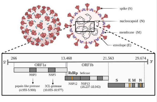 Viral genome of SARS-CoV-2. Own drawing, based on (66).