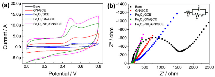 (a) CV curves of CBD on bare GCE, GN/GCE, Fe3O4/GCE, Fe3O4-GN/GCE, and Fe3O4-NH2-GN/GCE. CV method: 100 μmol L−1 of CBD in 10 mmol L−1 of PBs (pH 5.0, containing 10% methanol). Potential range of 0–0.8 V. Scan rate of 0.05 V s−1. (b) Nyquist plots of bare GCE, GN/GCE, Fe3O4/GCE, Fe3O4-GN/GCE, and Fe3O4-NH2-GN/GCE in 5.0 mmol L−1 of K3[Fe(CN)6]/K4[Fe(CN)6] and 0.1 mol L−1 of potassium chloride. The amplitude is 0.005 V, with a frequency range of 0.1 to 105 Hz.