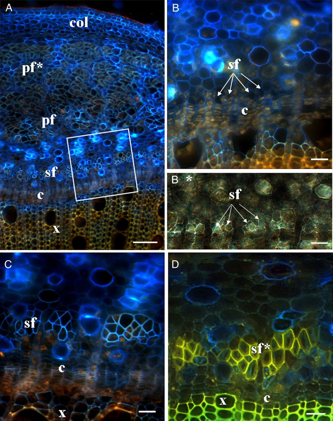 Cross-sections of a hemp stem, from the middle part of seventh internode stained with Calcofluor White. (A–C) Sections of 67-day-old plants. (A) A general view of the stem part; a white rectangle marks the area of secondary fibres and corresponds to C. (B) Stem area above A (B*—part of B in transmitted light channel); small groups of the intrusively growing secondary phloem fibres (marked by arrows) near the cambium. (C) Bundles of secondary phloem fibres with primary cell walls. (D) Secondary phloem fibres with thickened cell walls in 117-day-old plants at the same level as in B. The vascular cambium (c) in the hemp stems starts to produce secondary phloem fibres only at a distance of 600–700 mm from the SAM (seventh internode from the plant base). c, cambium; col, collenchyma; pf, primary phloem fibres; pf*, primary phloem fibres with thickened cell wall; sf, secondary phloem fibres; sf*, secondary phloem fibres with thickened cell wall. Bar: A = 100 µm, B–D = 20 µm.