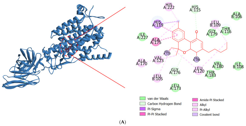Molecular docking interactions of NOX2 with (A) Cannabinol, (B) Cannabichromene, and (C) L-ascorbic acid. The blue ribbon represents the NOX2 protein.