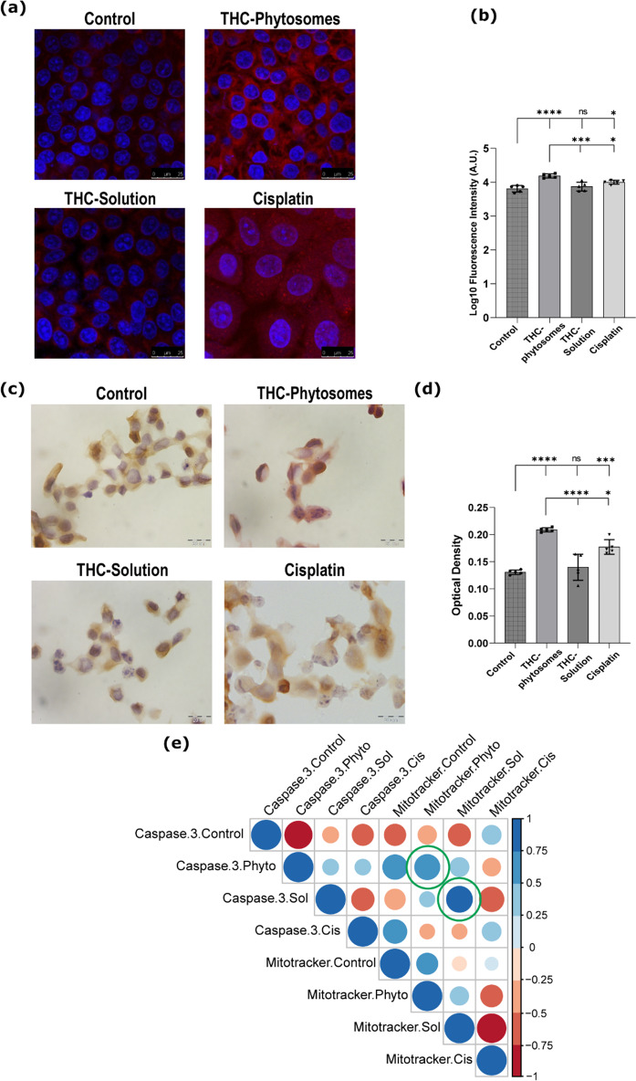 THC-phytosomes induce mitochondria-dependent apoptosis. (a) Mitotracker Red-staining micrographs (scale bar = 25 μm) show the most intense fluorescence in the phytosomes group, indicating mitochondrial swelling and fission, followed by the solution group. (b) A graphical representation of the fluorescence intensity emitted by the cells after Mitotracker Red staining. (c) IHC stained photomicrographs (scale bar = 20 μm) show the highest positivity of caspase-3 antibody in the phytosomes group with cytoplasmic homing of the stain and nuclei showing nuclear fragmentation, characteristic of apoptosis. (d) A quantitative graphical representation of the optical density displayed by the up taken stain in the different groups. (e) Heat map illustration of correlation matrix shows varying degrees of positive correlation between log10 fluorescence intensity of Mitotracker Red and the optical density of caspase-3 protein expression by IHC among all treated groups. The green circles signal out the significant positive correlation present in both THC cohorts. A one-way ANOVA test followed by Tukey’s test shows * = p < 0.05, ** = p < 0.01, *** = p < 0.001, and **** p < 0.0001, and ns codes for p > 0.05. The data is the mean ± SD of five random microscopical fields from triplicate wells of 6-well plate seeded with 25 × 104 SCC4 cells. Correlation coefficient r was measured using Pearson’s method
