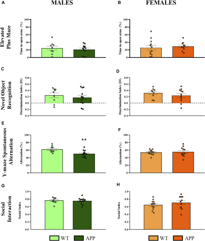 Behavioral evaluation in WT (male n = 9; female n = 12) and APP/PS1 (male n = 13; female n = 11) mice at 4 months of age. (A,B) Percentage of time spent in open arms to assess anxiety-like behavior in the EPM. (C,D) Discrimination index as a long-term memory recognition in the NOR. (E,F) Percentage of spontaneous alternation in the Y-maze as a measure of spatial working memory. (G,H) Social index as a measure of social interaction using the three-chamber test. Values are the mean ± SEM. **p < 0.01 vs. WT group (one-way ANOVA).