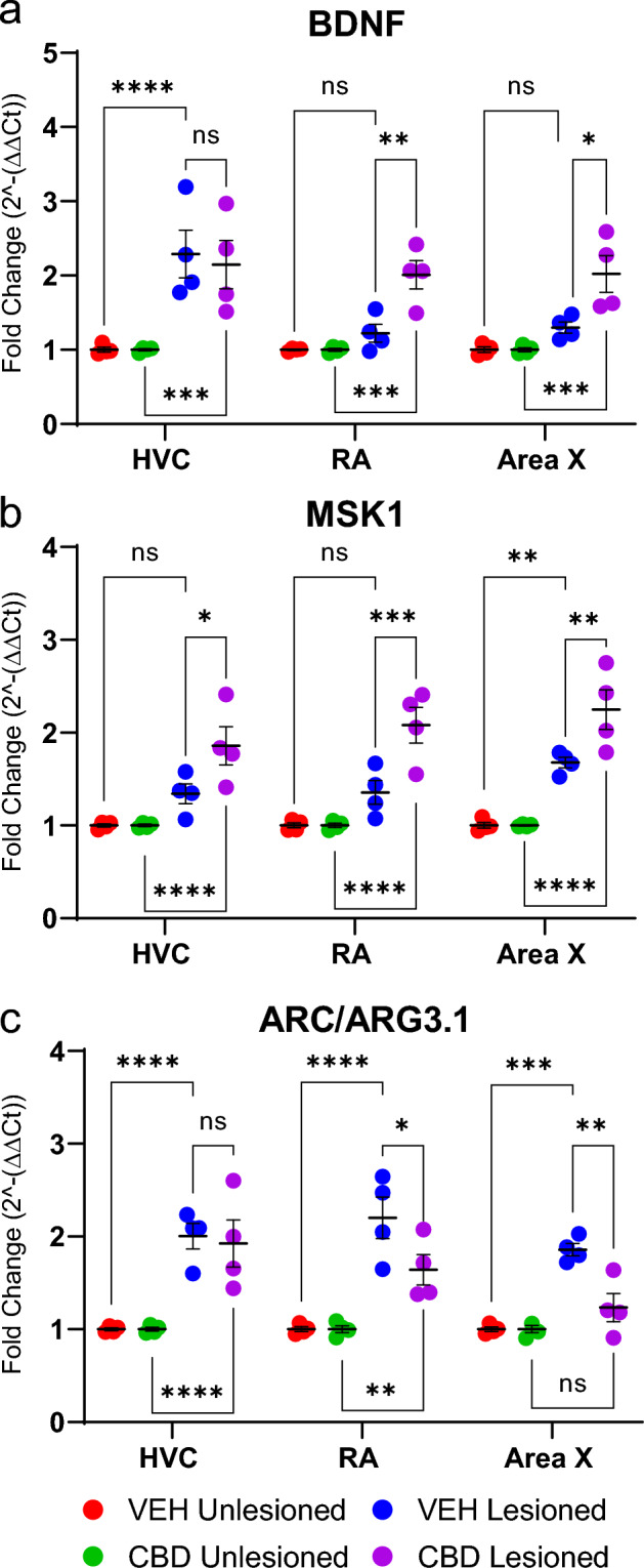 CBD influences expression of synaptic scaling regulators. Y-axes = mRNA expression of BDNF, ARC/ARG3.1, and MSK1 normalized to the housekeeping control (GAPDH) and expressed as fold change from unlesioned hemispheres (2−∆∆CT). The cDNA samples synthesized from groups of n = 4 subjects were amplified in triplicate and means plotted. (a) In RA and Area X of lesioned hemispheres, CBD significantly increased mean fold expression of BDNF relative to VEH controls. (b) In HVC, RA and Area X of lesioned hemispheres CBD treatment increased mean fold expression of MSK1 over VEH. (c) In RA and Area X of lesioned hemispheres, CBD suppressed ARC/ARG3.1 expression versus VEH. Group differences were assessed by mixed-models ANOVA with Sidak’s multiple comparison correction.
