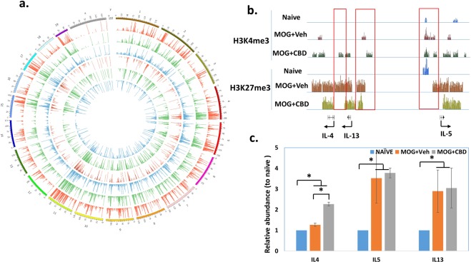 Histone methyaltion in splenic CD4+ T cells. CD4+ T cells from spleens of naïve, MOG + vehicle and MOG + CBD treated mice were isolated as described in the Materials and Methods. Histone methyaltion was determined by ChIP-seq. (a) Genome-wide histone methyaltion marks, H3K4me3 (outward histograms) and H3K27me3 (inward histograms) are presented using Circos plot. Blue: Naïve; Green: MOG + vehicle; Red: MOG + CBD. (b) H3K4me3 and H3K27me3 methylation levels in the genomic region of IL-4, IL-13 and IL-5. (c) Relavite expression level of IL-4, IL-13 and IL-5 determined by real time qPCR (The level in the naïve mice was set as 1).