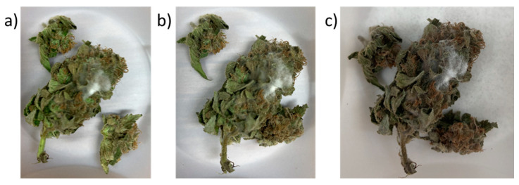 Mycelium development in the 240 inflorescence: (a) at day 12 of drying, (b) at day 14 and (c) at day 15 after one day of curing in the presence of dried silica gel pearls.