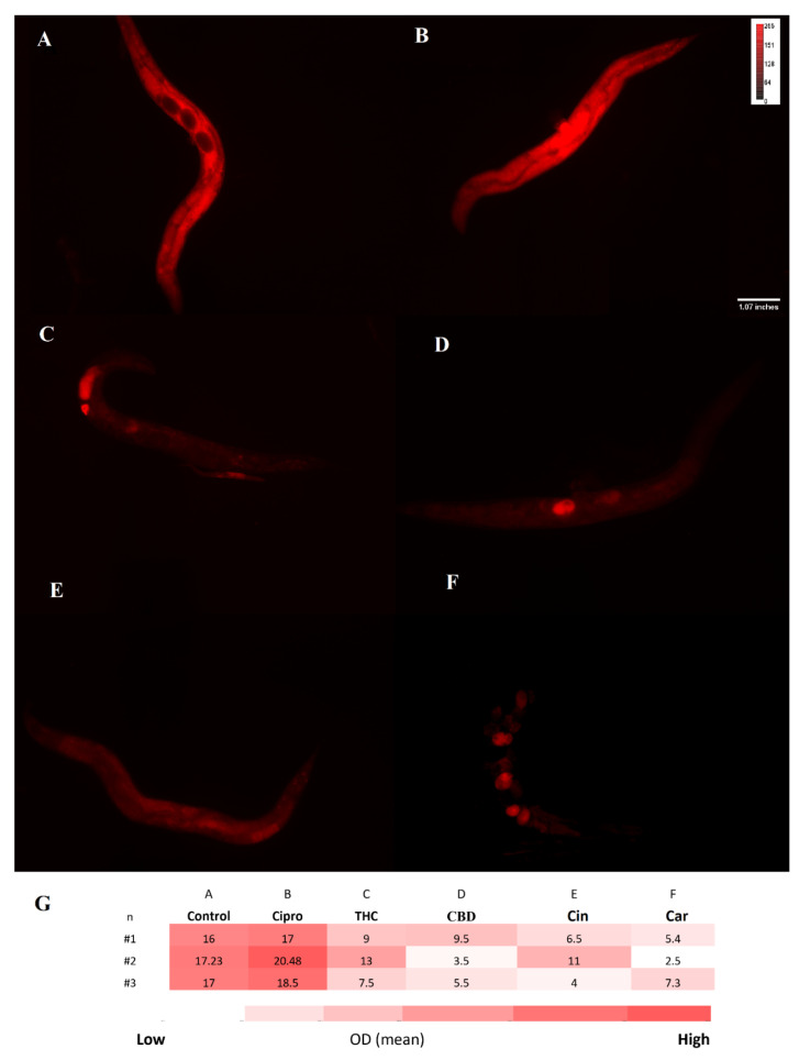 DHE staining for O2− level. Fluorescence intensity of all C. elegans O2− levels was measured after exposure to control (PBS) (A), ciprofloxacin (B), THC (C), CBD (D), cinnamaldehyde (E), and carvacrol (F) by DHE probe. Heatmap on O2− level of C. elegans in the treated and untreated groups shown in panel (G). n = trial number.