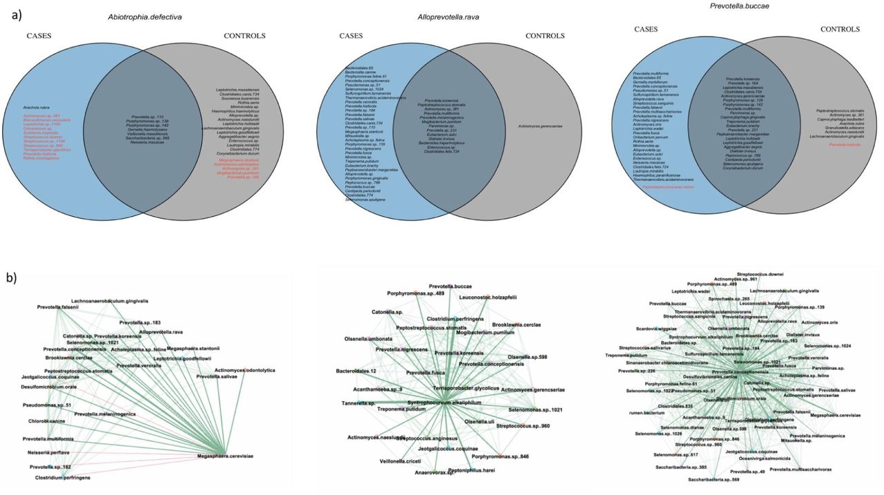 Representative diagrams with the number and type of links of some significant species in the networks.(a) The Venn diagram shows with whom the nodes Abiotrophia defectiva, Alloprevotella rava, and Prevotella buccae are interacting; in red are the negative links, while in black are the positive ones. (b) The networks display the links of Megasphaera cerevisiae, Syntrophocurvum alkaliphilum, and Prevotella conceptionensis, three species specific to CHA. In red are the negative links, in green the positive links.