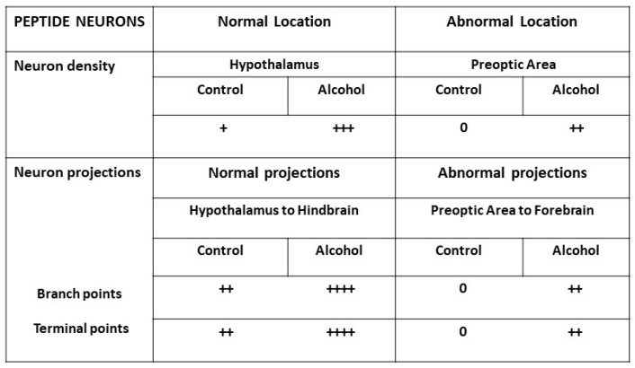 Effects of embryonic alcohol exposure at low doses on development of orexin peptide neurons, which involve disturbances in their location and projection areas in the hindbrain and forebrain of zebrafish, as described in the text. Neuron density: Compared to control which has low (+) peptide neurons in the hypothalamus or no (0) peptide neurons in the preoptic area, alcohol increases the number of neurons in the hypothalamus (+++) and the preoptic area (++). Neuron projections: Compared to control which has moderate (++) hypothalamic projections to the hindbrain or no (0) preoptic projections to the forebrain, alcohol increases the branch points and terminal points in normal hypothalamic projections to high levels (++++) in the hindbrain and in abnormal preoptic projections to moderate levels (++) in the forebrain.