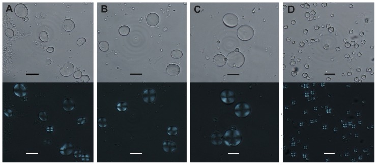 Starch grains from modern plants.The upper row photographs showing starch grains under transmitted light; and the lower row showing corresponding ones under polarized light. (A) starch grains from wheat (Triticum aestivum); (B) starch grains from barley (Hordeum vulgare); (C) starch grains from naked barley (Hordeum vulgare var. coeleste); (D) starch grains from modern common millet (Panicum miliaceum). (Scale bar: 20 µm).