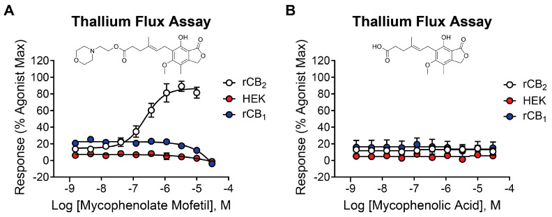 Mycophenolate mofetil is potent and selective for rCB2, while mycophenolic acid is inactive at CB receptors and parental HEK/GIRK cells. Concentration–response curves in thallium flux assays for (A) mycophenolate mofetil and (B) mycophenolic acid in the presence of a sub-maximal (EC20) concentration of agonist (2-AG or acetylcholine). Results are shown for rCB2 (white), HEK/GIRK (no CB receptor, red), and rCB1 (blue) cells. Data represent the mean ± SEM of at least three independent experiments run in duplicate or triplicate, except for mycophenolic acid at HEK/GIRK cells, which was run in two independent experiments. Data are plotted as a percentage of maximal 2-AG response for rCB2 and rCB1, or acetylcholine response for HEK/GIRK cells.