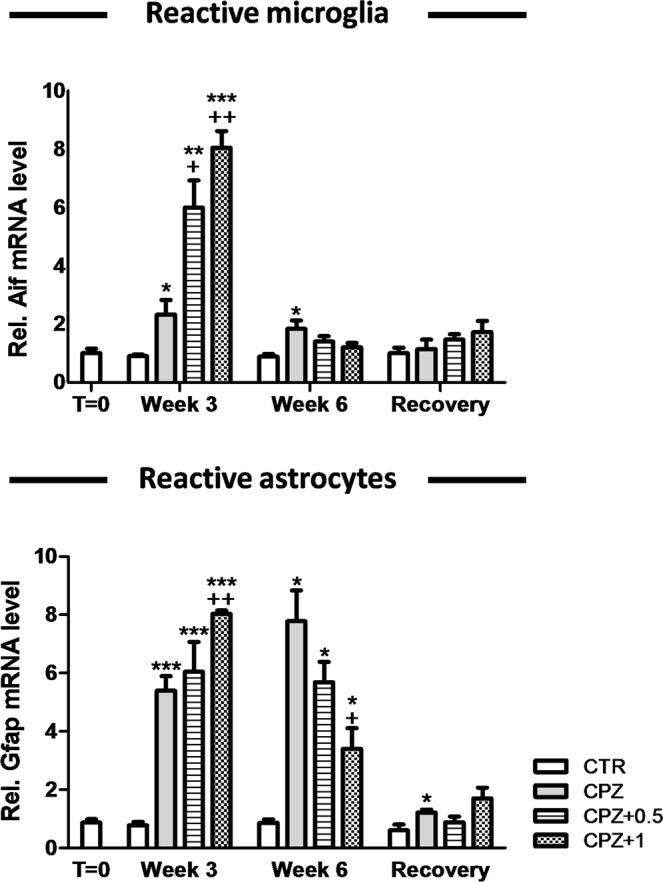 Relative mRNA expression for inflammatory markers. We reported a significant increase in reactive microglia (Aif1) and astrogliosis (Gfap) following three weeks with a CPZ diet when it was combined with either the vehicle, 0.5 or 1 mg/Kg of WIN (for Aif1, p < 0.05; p < 0.01; p < 0.001, respectively while for Gfap, p < 0.001). At week 3, the administration of both CPZ and 0.5 mg/Kg of WIN increased the expression of Aif1 when compared to CPZ alone (p < 0.05). In addition, we measured an increase in both Gfap and Aif1 gene expression following 3 weeks with CPZ supplemented diet and 1 mg/Kg of WIN when compared to controls (p < 0.001) or CPZ alone (p < 0.01) while no effects were found in comparison to 0.5 mg/Kg of WIN. After six weeks of CPZ administration, we found a greater expression of Aif1 in CPZ-fed animals treated with the vehicle (p < 0.05) and also a higher transcription rate for Gfap in those animals fed with CPZ and simultaneously treated with either vehicle, 0.5 or 1 mg/Kg of WIN (p < 0.05) than their controls. During the early remyelination phase, animals fed with CPZ and treated with 1 mg/Kg of WIN had less Gfap expression than those fed with CPZ alone (p < 0.05). Six weeks after CPZ withdrawal, mice treated with vehicle underwent an increase in Gfap expression when compared to controls (p < 0.05). Data are expressed as mean ± SEM. An * indicates significant differences between CPZ-fed groups and their respective control group. Comparisons between the group exposed to CPZ alone and those animals treated simultaneously with both CPZ and WIN are indicated by an +. Anunderlined Ɛ indicated comparisons between all WIN treated groups. One, two or three symbols indicate p < 0.05, p < 0.01, and p < 0.001, respectively. N = 3. Control, animals fed with a standard diet and treated with phosphate buffered saline (Veh); CPZ, cuprizone-fed animals; WIN, WIN-55,212-2.