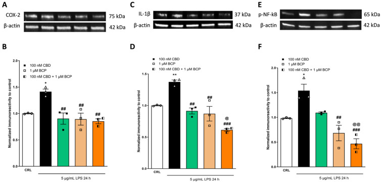 The anti-inflammatory effects of CBD and BCP alone or in combination (at a ratio of 1:10) on LPS-stimulated HaCaT cells, evaluated using WB. Illustrative blots were created using antibodies directed against COX-2 (A), IL-1β (C), p-NF-kB (E), or β-actin. The quantitative analysis of immunoreactive bands (B,D,F) showed that the increased levels of pro-inflammatory proteins induced by LPS were reverted by the combination (at a ratio of 1:100). * p < 0.05 and ** p < 0.01 vs. CRL, ## p < 0.01 and ### p < 0.001 vs. LPS, @ p < 0.05 and @@ p < 0.01 vs. CBD. (ANOVA + Tukey’s w-test). Δ represented LPS alone. ○ represented CRL alone.