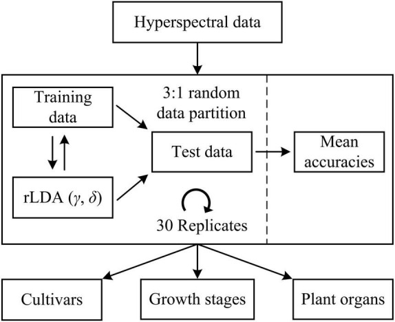 Discriminative modeling of hyperspectral data using regularized linear discriminant analysis (rLDA) for classifying hemp cultivars, growth stages, and plant organs (leaves vs. flowers). For rLDA, two hyperparameters γ and δ are optimized through Bayesian optimization based on 10-fold cross validations during model training.