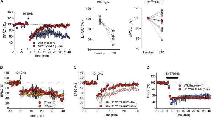 mGluR5 and CB1R in D1 Neurons Mediate eCB-LTD(A) Genetic downregulation of mGluR5 selectively in D1-MSNs abolishes eCB-mediated long-term depression in the NAc. Average time courses of mean EPSC (represented as percentage of the basal value) showing that in NAc slices prepared from wild-type (WT) and D1miRmGluR5 mice, low-frequency stimulation (10 min 10 Hz, indicated by arrow) induced LTD in WT (n = 6, blue circles) but not in D1miRmGluR5 mice (n = 16, red circles). Error bars indicate SEM, n = individual mouse. Adjacent to the timecourse, individual experiments (blue and red symbols) and group average (black symbols) before (baseline) and after LTD induction are shown. LTD was present in slices from WT mice (on the left) but in contrast, LTD was absent in D1miRmGluR5 mice (on the right). Error bars indicate SEM, n = individual mouse, ∗p < 0.05, Mann-Whitney U-test.(B) eCB-LTD is induced in MSNs from both the direct (D1 red) and indirect (D2 orange) pathways in wild-type mice. Retrogradely labeled direct and indirect pathway MSNs (see methods) were visualized by IR-DIC/epifluorescence microscopy and patch clamped.(C) In D1miRmGluR5 mice, eCB-LTD is selectively abolished in D1+ neurons, as 10-min Hz stimulation (arrow) induces LTD only in D1− (presumably D2+) NAc MSNs (empty red symbols) but is absent in D1+ neurons (filled red circles).(D) In contrast, bath application of the specific mGluR2/3 agonist, LY379268 (100nM), induces a profound LTD of fEPSP of similar amplitude in NAc of wild-type or D1miRmGluR5 mice. Average time courses of mean EPSC/fEPSP are represented as percentage of basal value.
