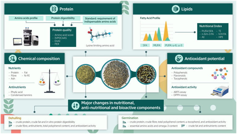 Infographic summarizing factors influencing nutritional, anti-nutritional, and bioactive components in seeds, including protein and lipid profiles, antioxidant potential, and chemical composition, with visuals of seeds, lab equipment, scales, and molecular structures, plus impacts of dehulling and germination on nutrient content.