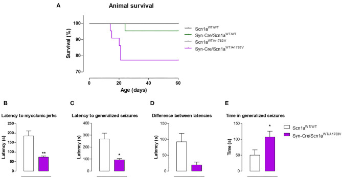 Animal survival in Syn-Cre/Scn1aWT/A1783V mice and their three control groups (Scn1aWT/WT, Syn-Cre/Scn1aWT/WT, and Scn1aWT/A1783V mice), and seizuring activity in Syn-Cre/Scn1aWT/A1783V mice compared with Scn1aWT/W animals after an acute injection of PTZ at PND25 (lower panels). Values are means ± SEM of six to eight animals per group. Data were assessed by Kaplan-Meier analysis (survival data) and by the Student's t-test (PTZ experiment; *p < 0.05, **p < 0.01 vs. the control group).