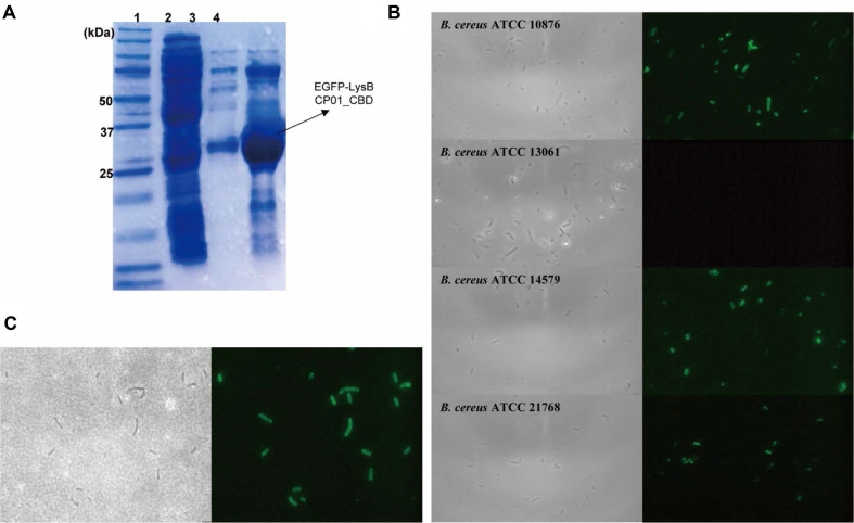Expression and detection performance of EGFP-LysBCP01_CBD.(A) SDS-PAGE analysis of purified EGFP-LysBCP01_CBD. Lane 1, size marker (Precision Plus Protein™ Dual Color Standards, Bio-Rad); lane 2, Ni-NTA flow-through; lane 3, washing fraction (25 mM imidazole); lane 4, elution fraction (300 mM imidazole). (B) Binding activity of EGFP-LysBCP01_CBD observed by bright-field (left lane) and fluorescence microscopy (right lane). (C) Rapid detection of B. cereus ATCC 14579 in sterilized milk using EGFP-LysBCP01_CBD, observed by bright-field (left) and fluorescence microscopy (right).