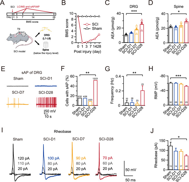 SCI induces increased AEA content and hyperactivity in nociceptors. A Schematic of the experimental design (upper) and anatomical positioning of SCI (lower), including monitoring mouse behavior, assessing AEA content, and the electrophysiological recordings at various time points post-SCI. B The BMS demonstrated hindlimb motor function recovery in the SCI (red) and sham (black) groups from 0 (D0) to 28 days (D28) after SCI. C, D Statistics for AEA content from different groups in DRGs (n = 4 for each group) and the spine below the injury level (n = 3 for each group). Comparisons among all four groups were performed using a one-way ANOVA with Dunnett’s post hoc test. *p < 0.05, ***p < 0.001. E Representative sAP recordings in DRGs using a whole-cell current-clamp configuration in the sham (black), SCI-D1 (blue), SCI-D7 (yellow), and SCI-D28 (red) groups. F–H Statistics for the sAP probability, firing frequency, and RMP in all four groups (Sham, n = 32, black; SCI-D1, n = 26, blue; SCI-D7, n = 23, yellow; SCI-D28, n = 23, red). A Fisher’s exact test was used for comparisons in F, whereas a Kruskal–Wallis one-way ANOVA with Dunn’s multiple comparison test was performed in G and H. **p < 0.01, ***p < 0.001. I Representative eAPs and their rheobase traces induced by depolarizing current injections in the sham (black), SCI-D1 (blue), SCI-D7 (yellow), and SCI-D28 (red) groups. J Statistics for the rheobase in all four groups (Sham, n = 13, black; SCI-D1, n = 14, blue; SCI-D7, n = 17, yellow; SCI-D28, n = 46, red) using a Kruskal–Wallis one-way ANOVA with Dunn’s multiple comparison test. *p < 0.05