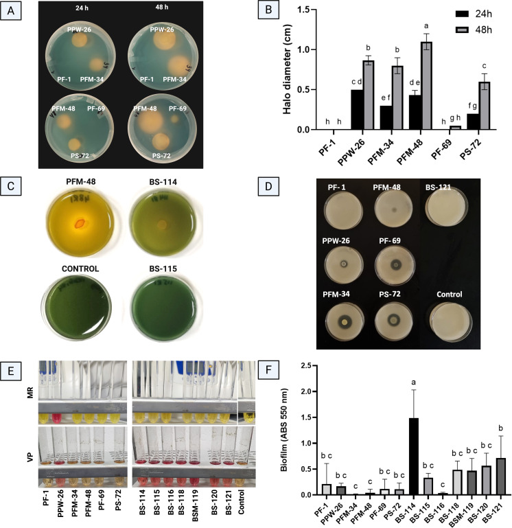 Panel A shows four Petri dishes with labeled bacterial strains at 24 and 48 hours. Panel B displays a bar graph of halo diameter in centimeters for different strains at 24 and 48 hours. Panel C presents four Petri dishes indicating different bacterial strains and a control with color changes. Panel D features nine Petri dishes labeled with bacterial strains and a control, displaying varying colony formations. Panel E consists of two racks of test tubes for multiple strains and controls, showing color reactions for MR and VP biochemical tests. Panel F shows a bar graph quantifying biofilm formation as absorbance at 550 nanometers for each strain, with statistically differentiated groups.