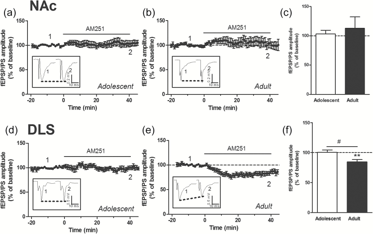 Effect of blocking cannabinoid type 1 (CB1) receptors on the field excitatory postsynaptic potentials/population spike (fEPSP/PS). Time course (a, b, d, e) and average magnitude (c, f) of the effect of the CB1 receptor antagonist AM251 (1-(2,4-dichlorophenyl)-5-(4-iodophenyl)-4-methyl-N-(piperidin-1-yl)-1H-pyrazole-3-carboxamide) (2 µM) on the amplitude of the fEPSP/PS measured in the nucleus accumbens (NAc) (a-c) and dorsolateral striatum (DLS) (d-f). Insets show records of fEPSP/PSs measured in 4 slices at the time points indicated on the graphs. n=7 to 12 slices in each condition. **P<.01 compared with baseline (paired Student’s t test); #P<.05 (unpaired Student’s t test).