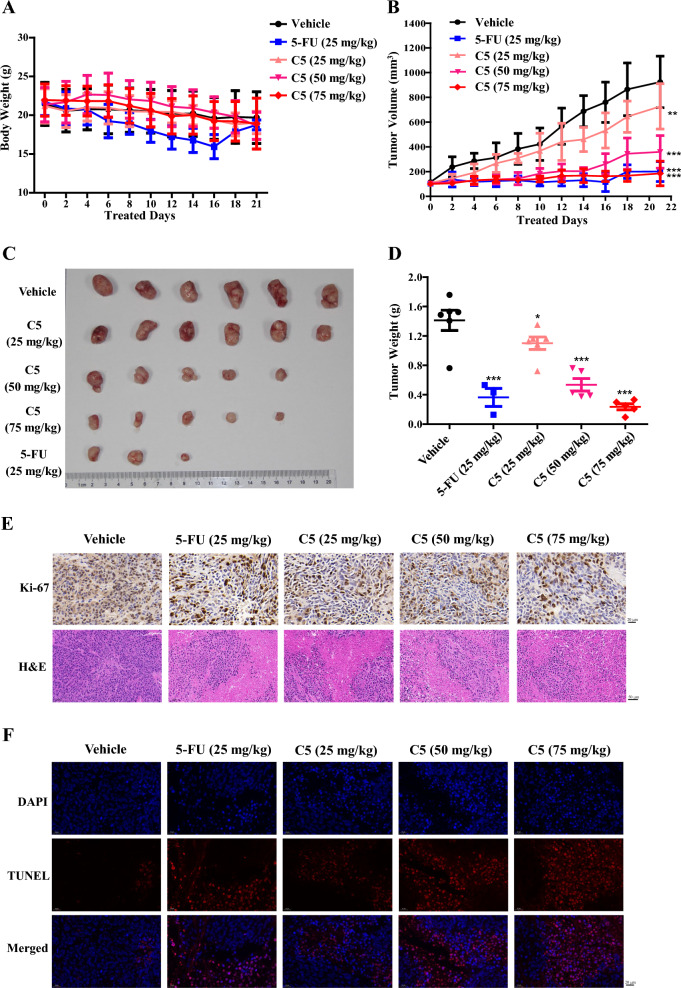 Effect of C5 on tumor growth of HCT116 xenograft in BALB/c nude mice. Vehicle (3% DMA/50% PEG400/47% normal saline), positive control 5-FU (25 mg/kg), and C5 at the concentrations of 25 mg/kg, 50 mg/kg, and 75 mg/kg were given respectively, once every two days for 21 consecutive days. A The average measured body weight of mice; B The tumor volume changes in each group; C Images of the isolated tumors derived from mice; D The tumor weight and tumor growth inhibition rate; E Immunohistochemical staining of Ki-67 and H&E staining in tumor tissues from each group; F TUNEL and DAPI fluorescent double staining in tumor tissues from each group; G Statistical analysis of Ki-67 positive cell rate in immunohistochemistry; H Statistical analysis of TUNEL positive cell rate in TUNEL and DAPI fluorescent double stain; I Histopathological lesions were observed by H&E staining on heart (200 ×), liver (400 ×), spleen (100 ×), lung (200 ×) and kidney (200 ×) sections. Data were expressed as the mean ± SD (n = 6). *Compared with the vehicle group, * p < 0.05, ** p < 0.01, *** p < 0.001; #Compared with the 5-FU group, #p < 0.05, ##p < 0.01, ###p < 0.001