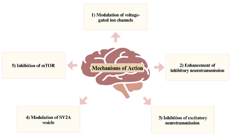 An overview of the mechanisms of action employed by conventional and newer ASMs.