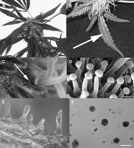 Isolation of glandular trichomes from mature female bracts. (A) Female inflorescence 8 weeks after germination. (B) Leaves associated with the female inflorescence (note arrow). (C) Glands on the bracts of pistillate florets, each bearing a pale bifid style (note arrow indicating glands. (D) Scanning electron micrograph of capitate glands. (E) Micrograph of bract after removal of glands. (F) Micrograph of isolated glands. Bar in (D) and (F)=80 μm.